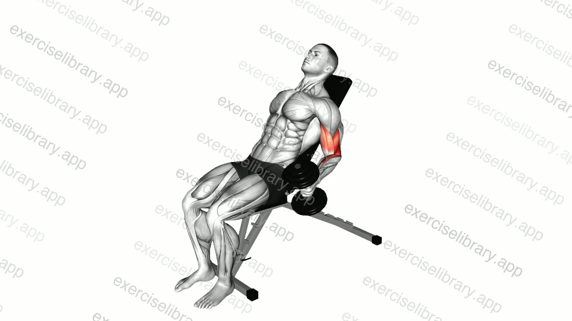 Dumbbell Incline Alternate Hammer Curl demonstration