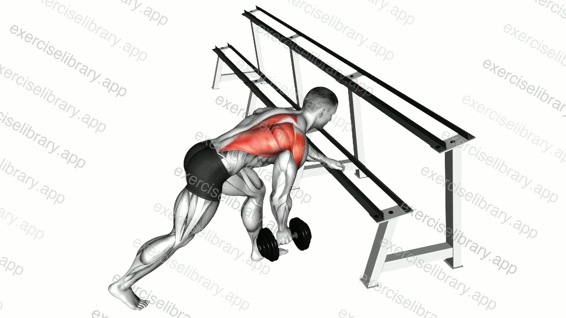 Dumbbell One Arm Row demonstration