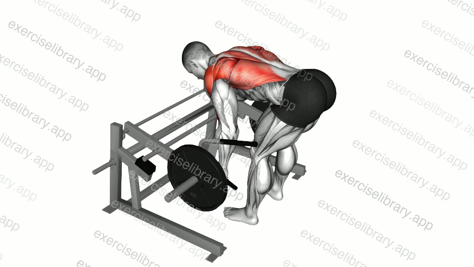 Lever Row demonstration