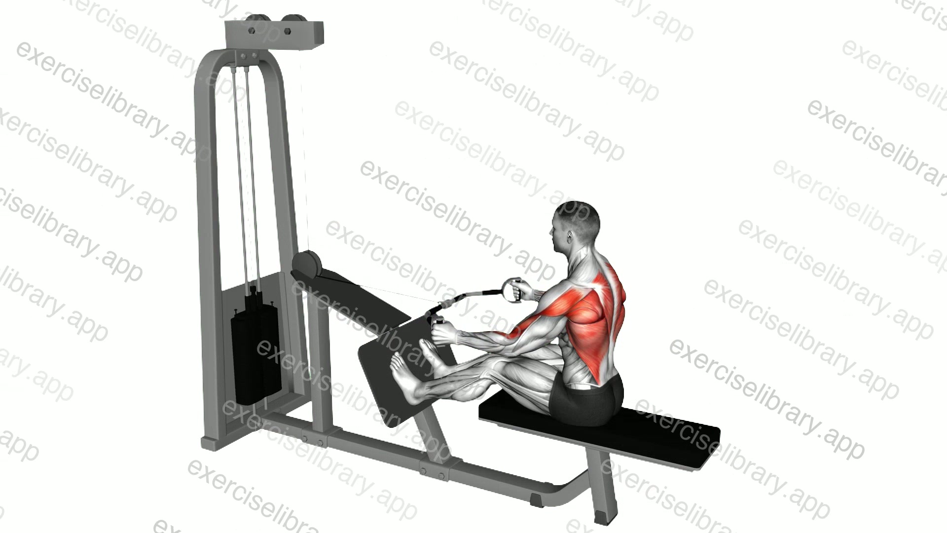 Cable Seated Row demonstration