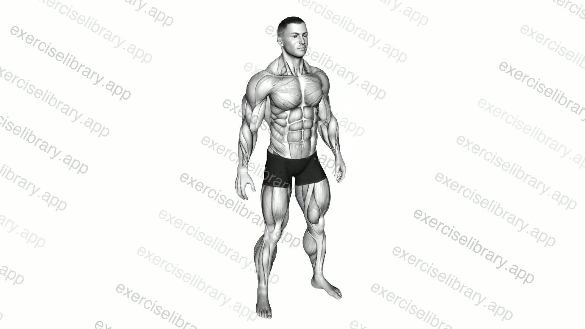 By MAJOR GROUPS Muscle body male demonstration