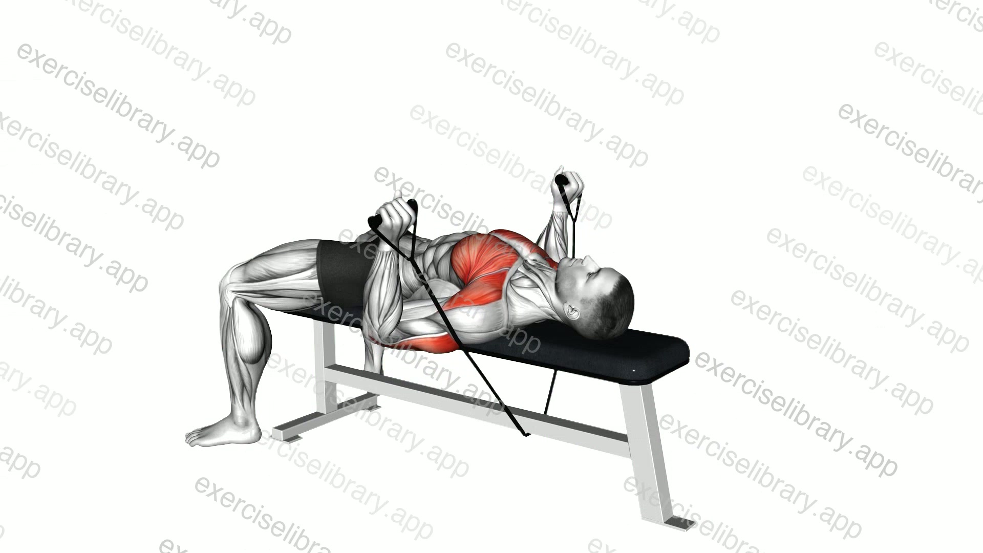Band Bench Press demonstration