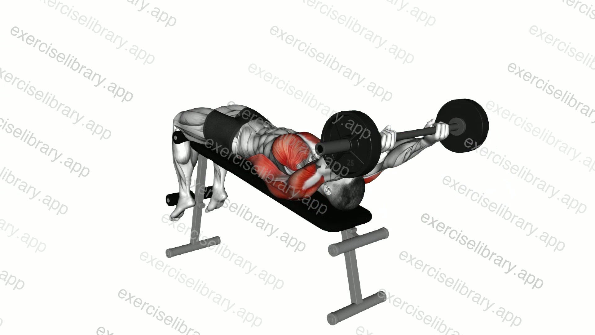 Barbell Decline Pullover demonstration