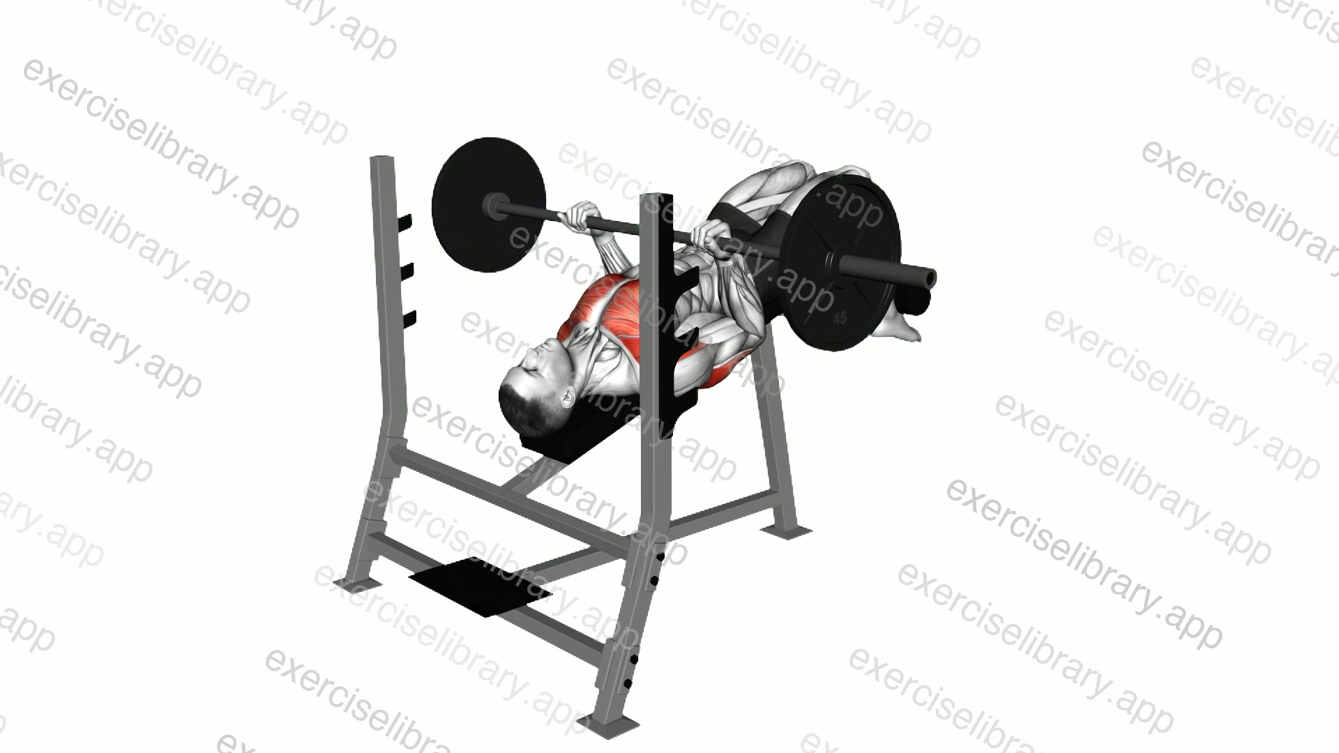 Barbell Reverse Grip Decline Bench Press demonstration