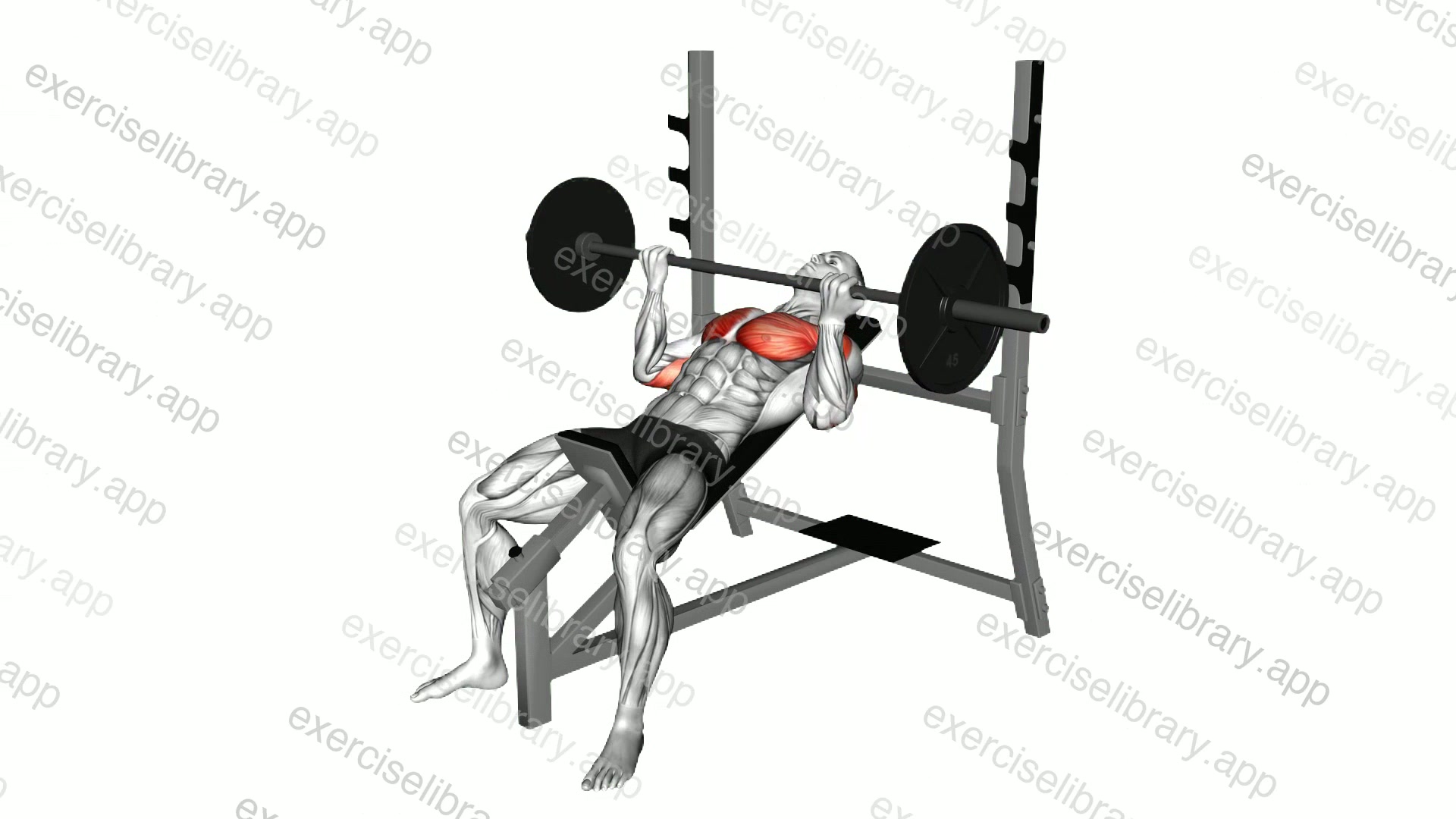 Barbell Reverse Grip Incline Bench Press demonstration