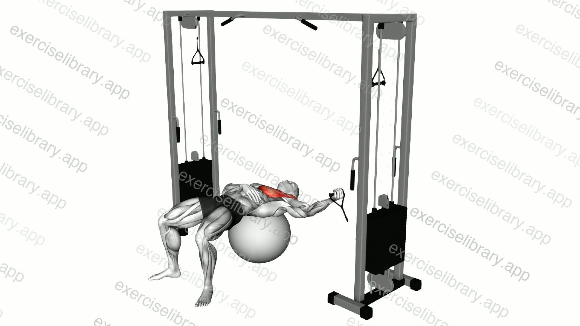 Cable One Arm Fly on Exercise Ball demonstration