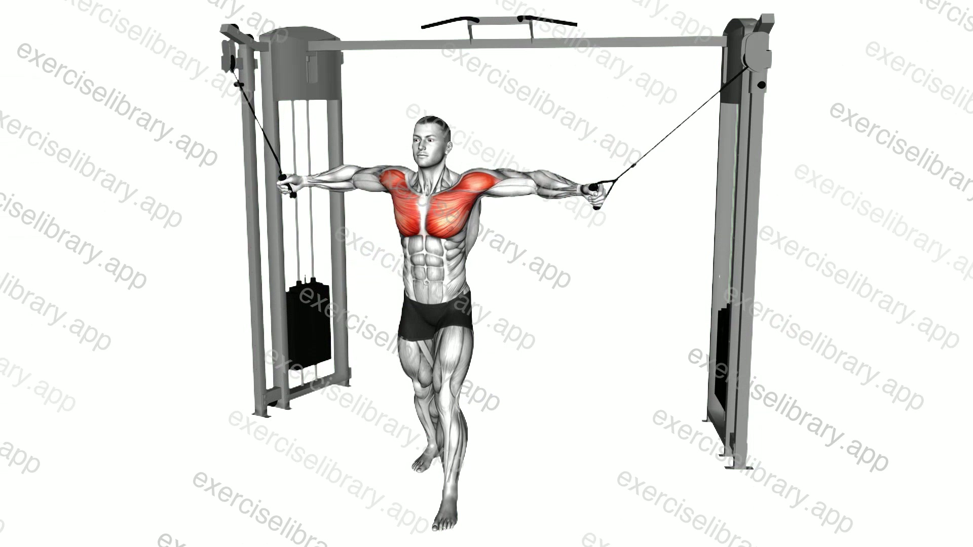 Cable Standing-Up Straight Crossovers demonstration