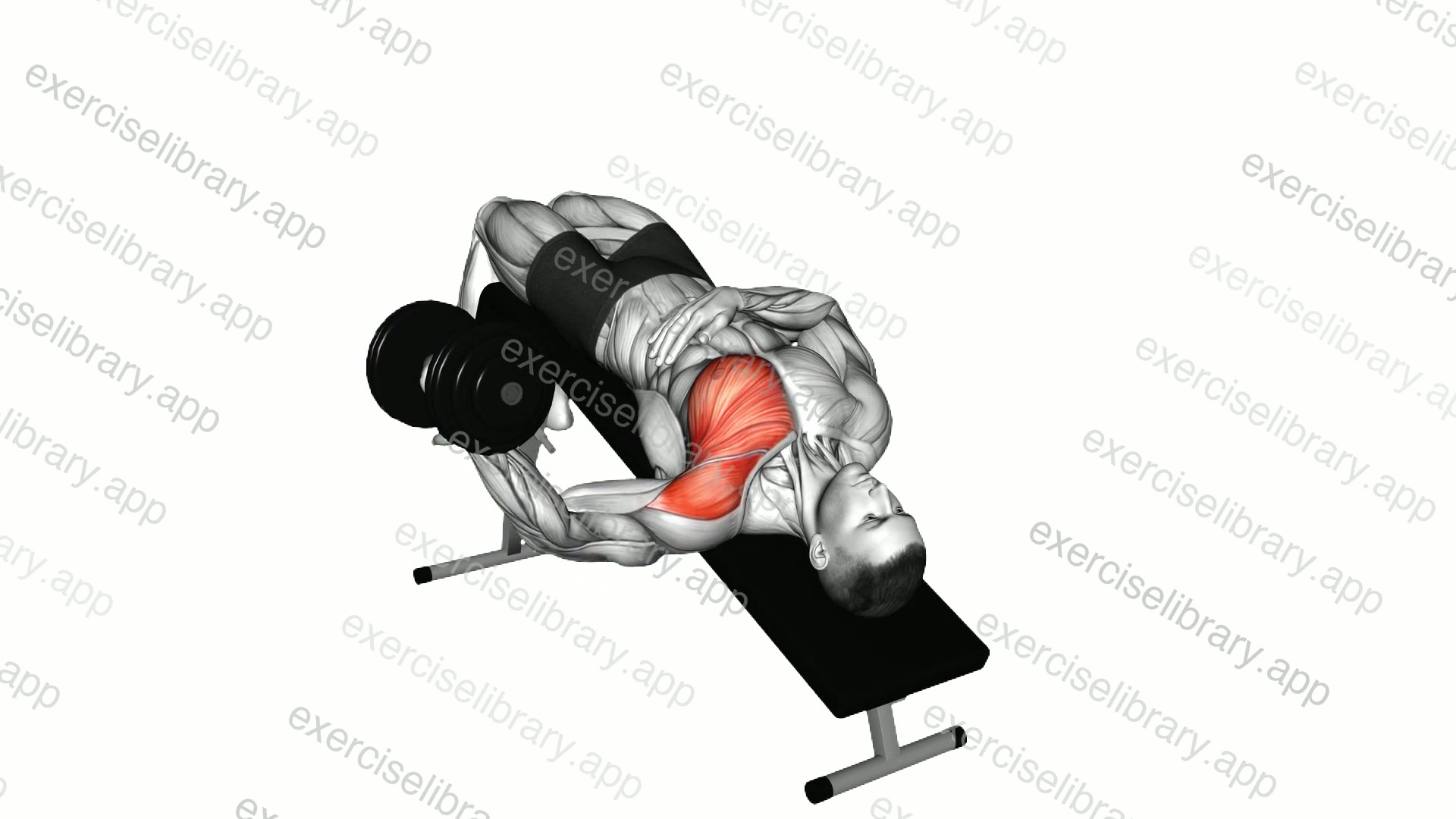 Dumbbell Decline One Arm Fly demonstration