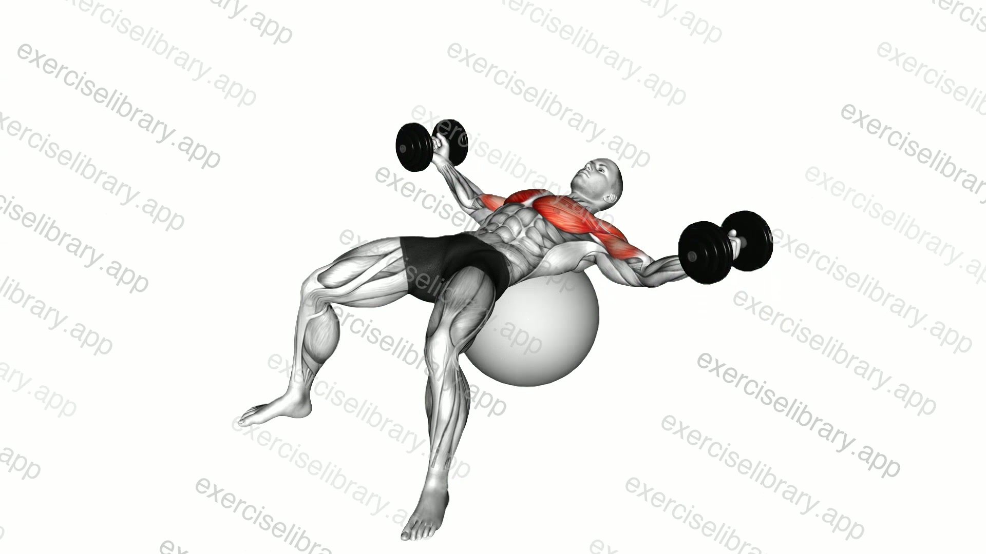 Dumbbell Fly on Exercise Ball demonstration