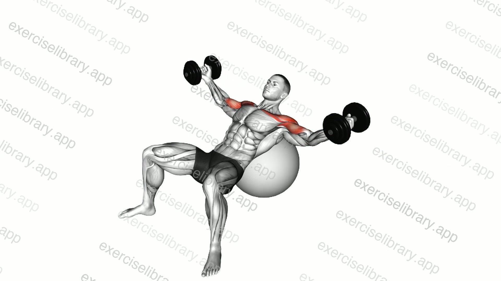 Dumbbell Incline Fly on Exercise Ball demonstration
