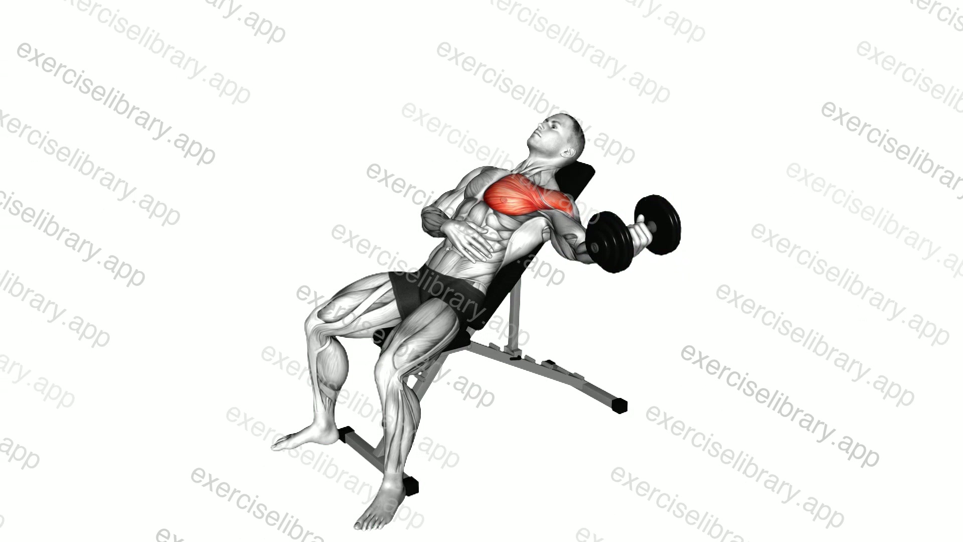 Dumbbell Incline One Arm Fly demonstration