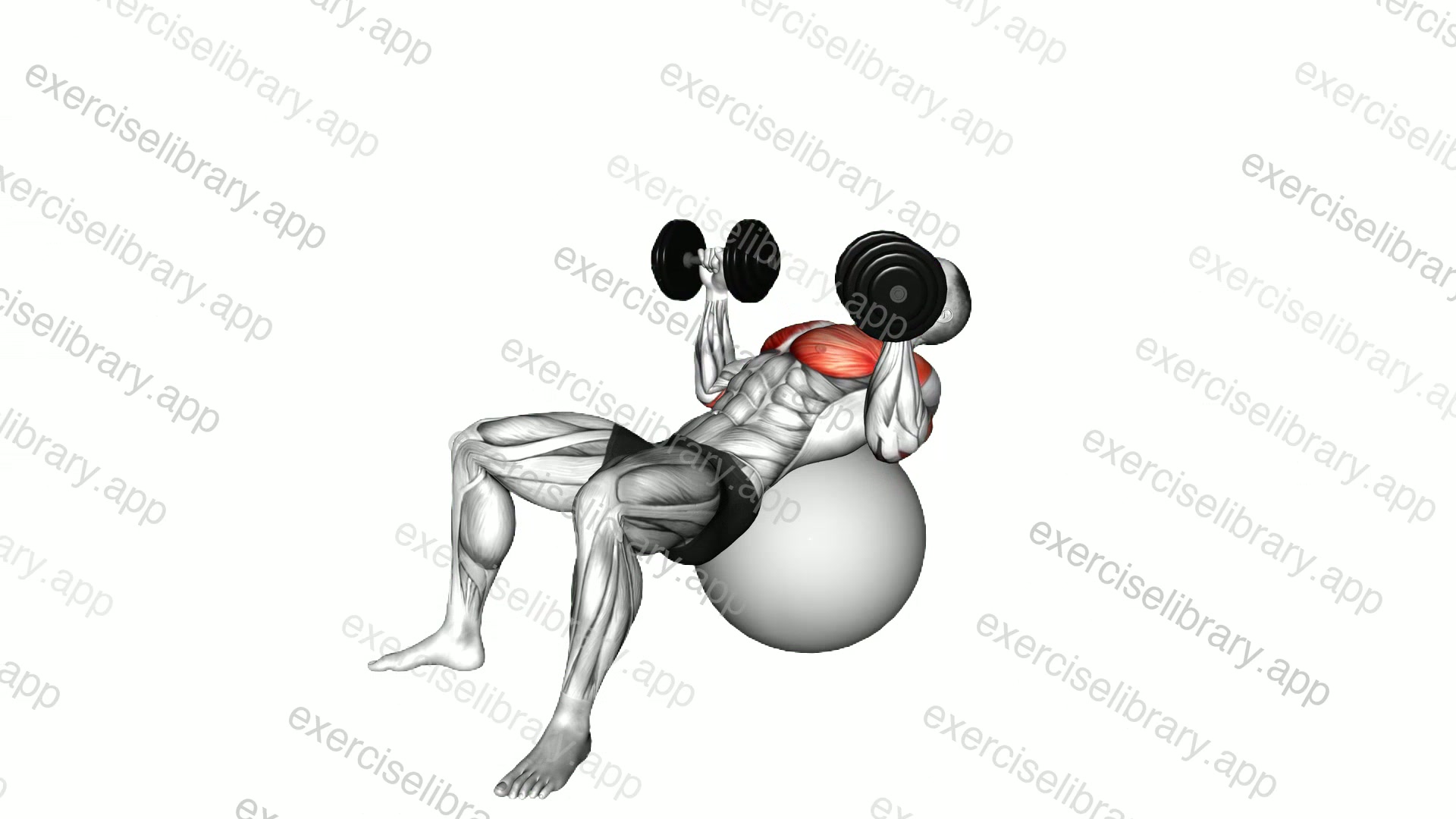 Dumbbell Incline Press on Exercise Ball demonstration