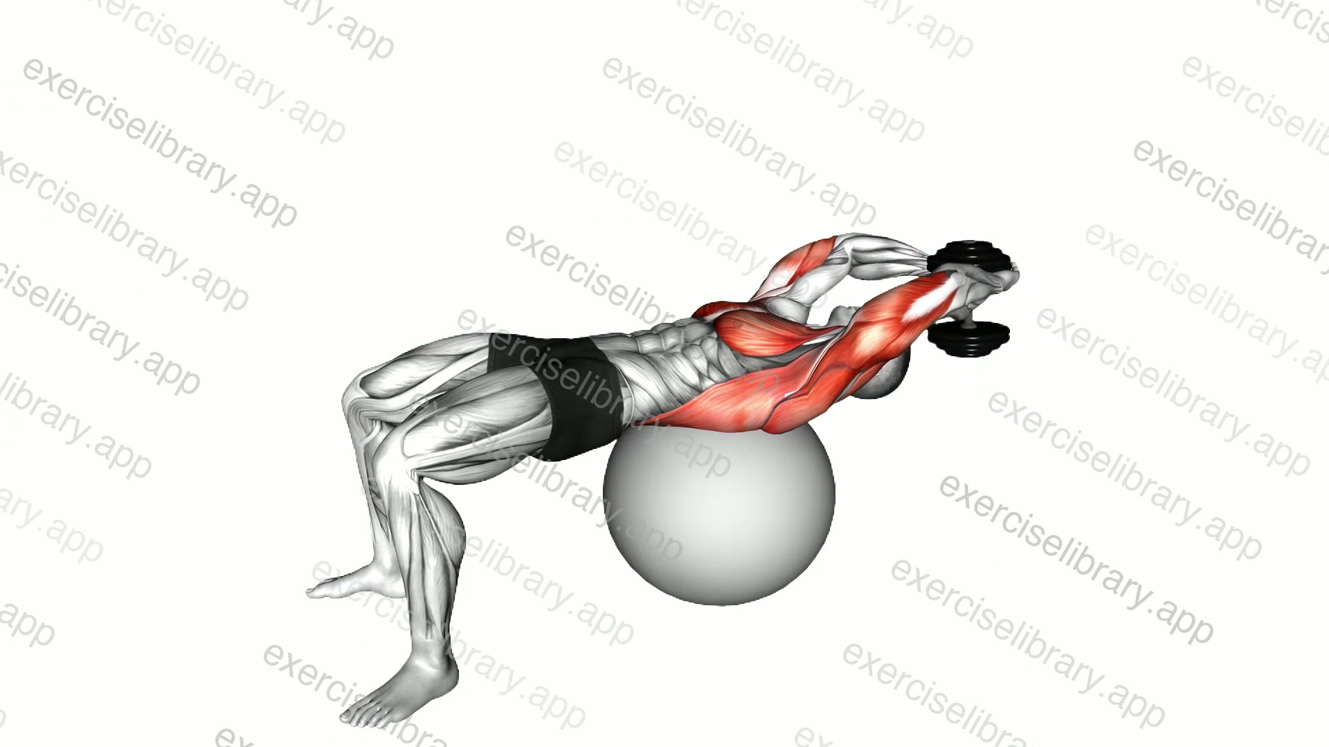 Dumbbell Lying Pullover on Exercise Ball demonstration