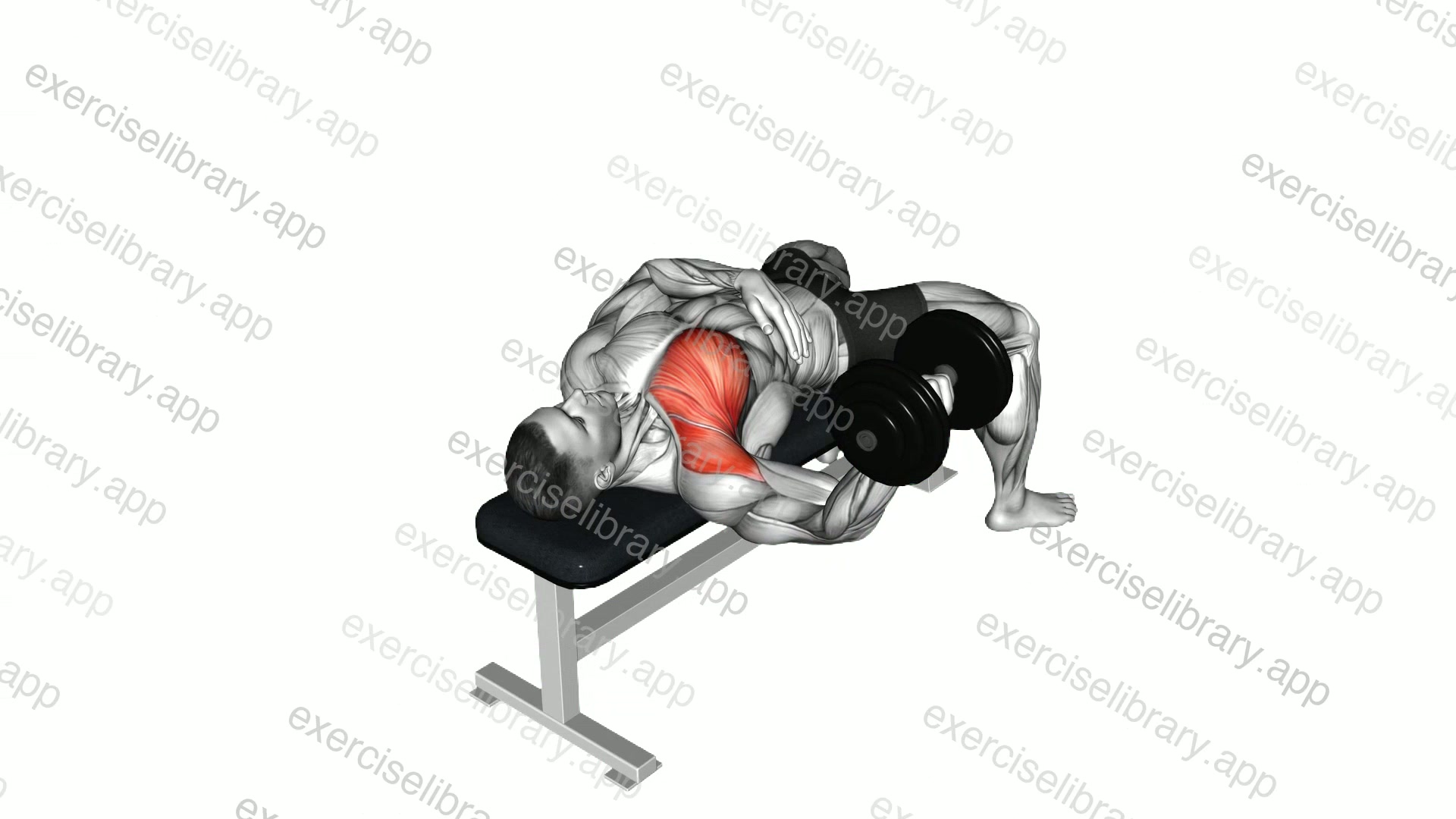 Dumbbell One Arm Bench Fly demonstration