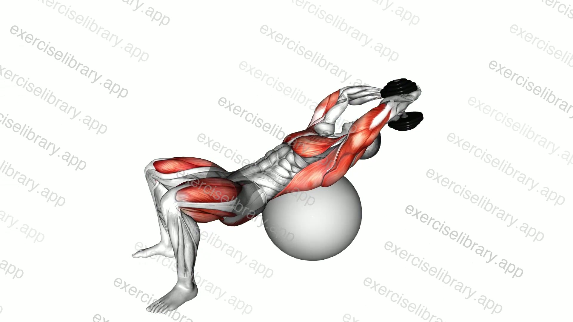 Dumbbell Pullover Hip Extension on Exercise Ball demonstration