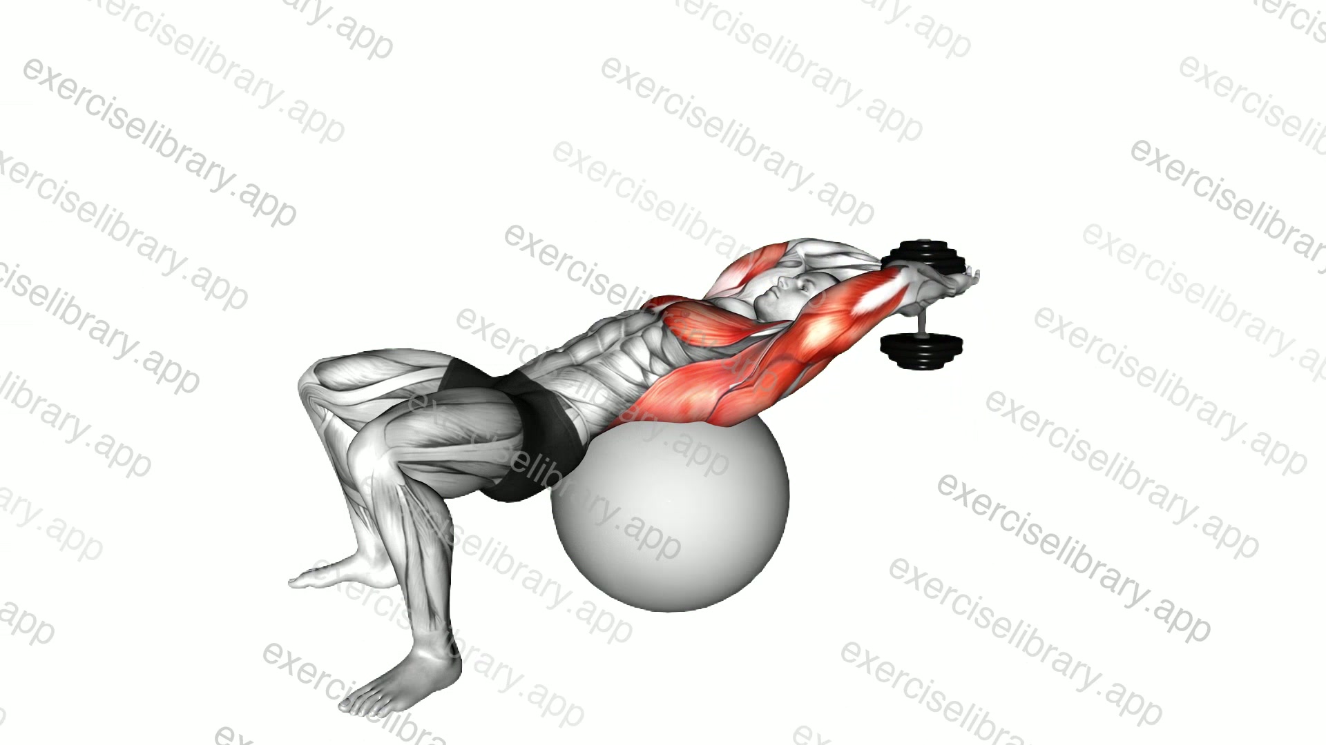 Dumbbell Pullover on Exercise Ball demonstration