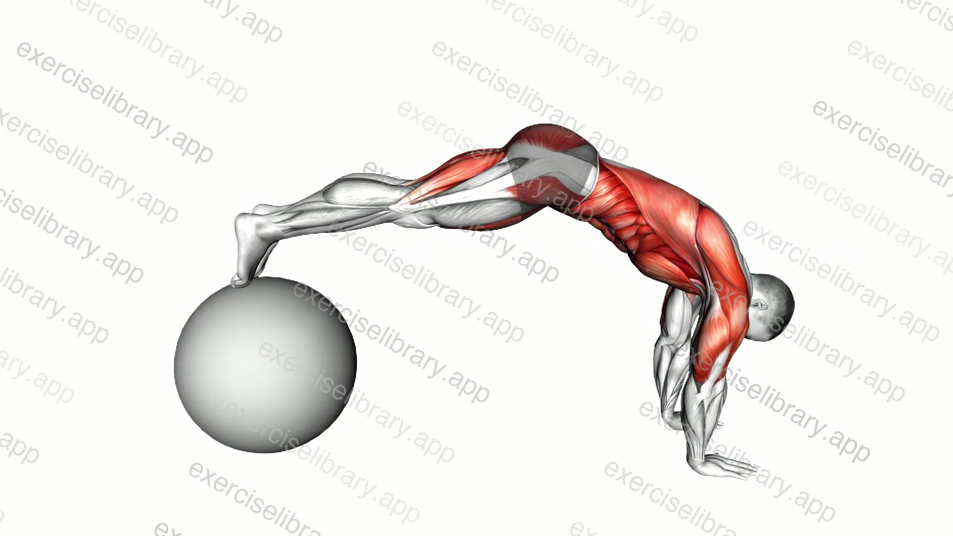 Exercise Ball Pike Pushup demonstration