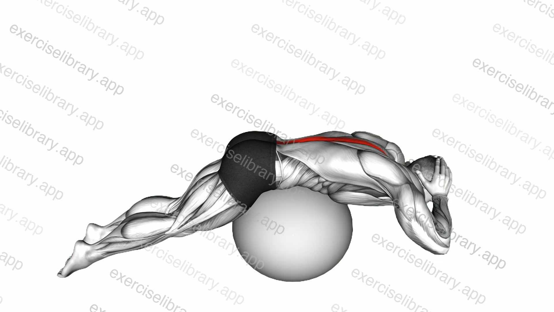 Back Extension on Exercise Ball demonstration