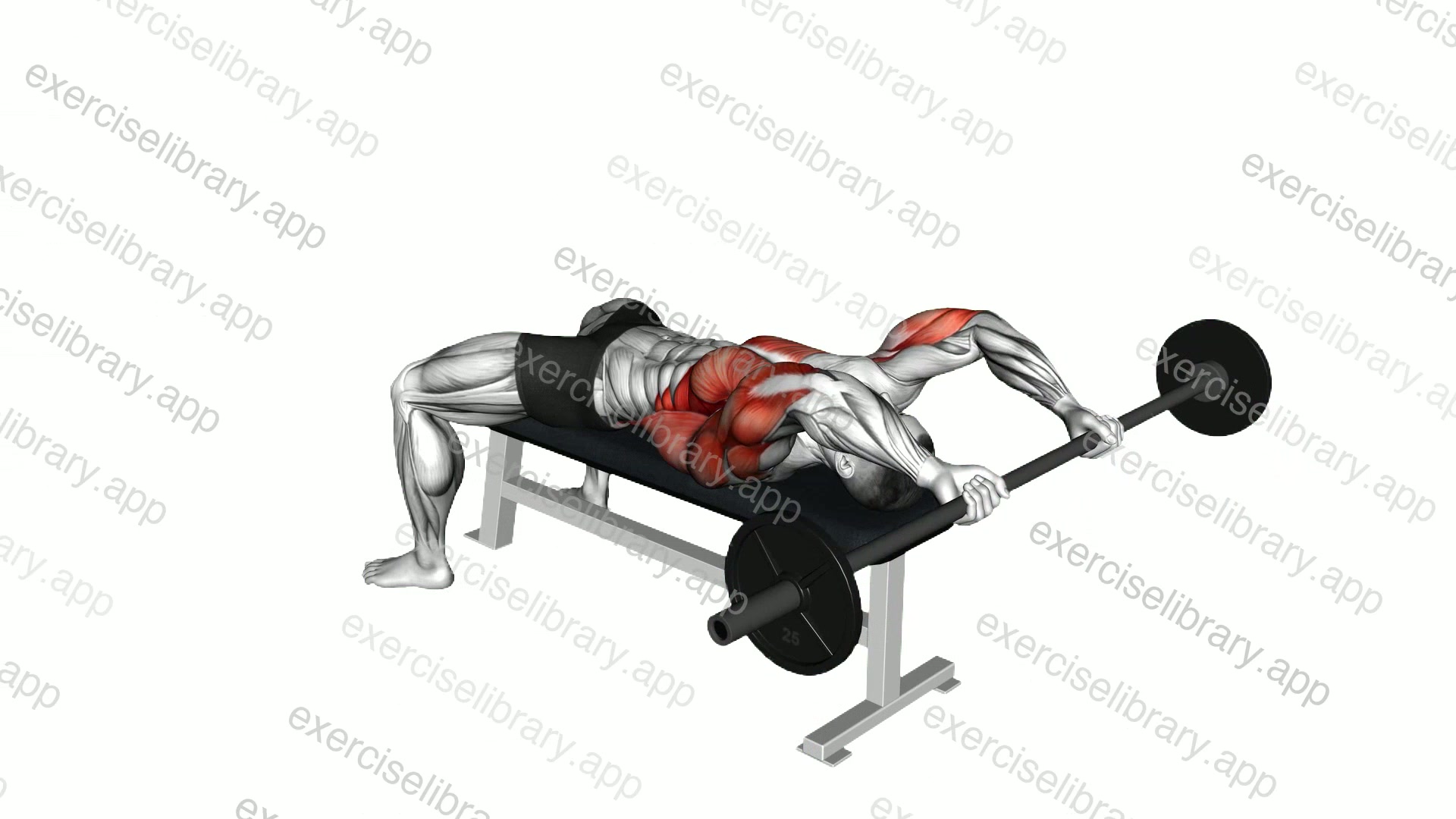 Barbell Bent Arm Pullover demonstration