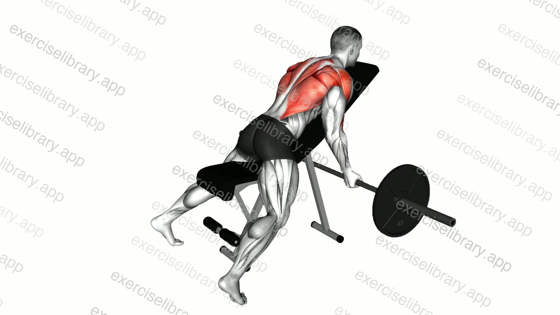 Barbell Reverse Grip Incline Bench Row demonstration