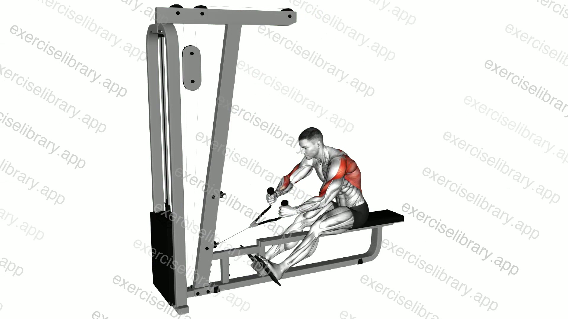 Cable Rope Crossover Seated Row demonstration