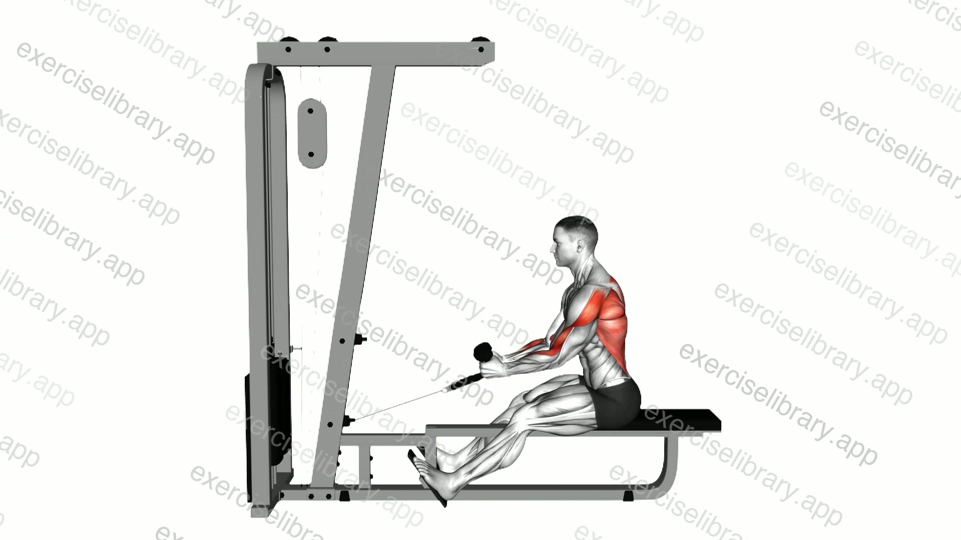 Cable Rope Elevated Seated Row demonstration