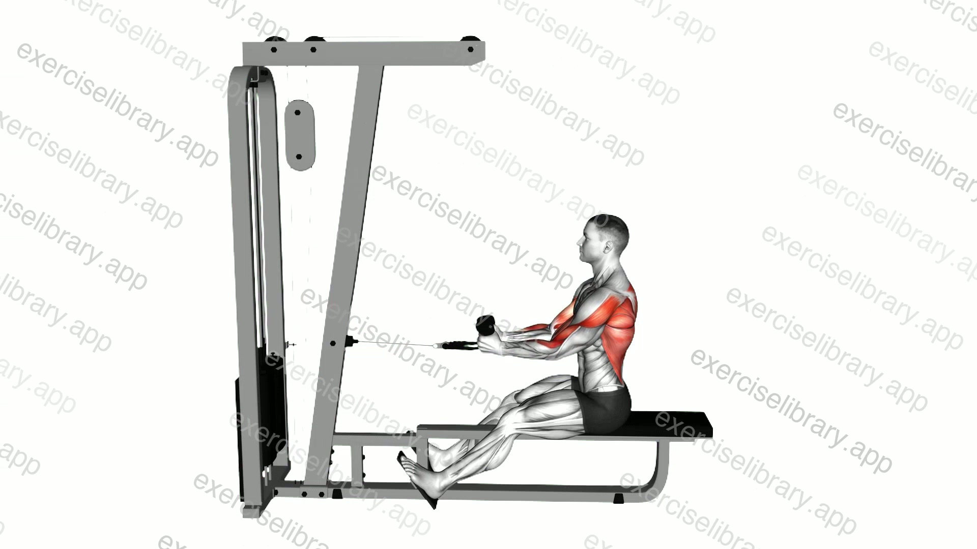 Cable Rope Seated Row demonstration