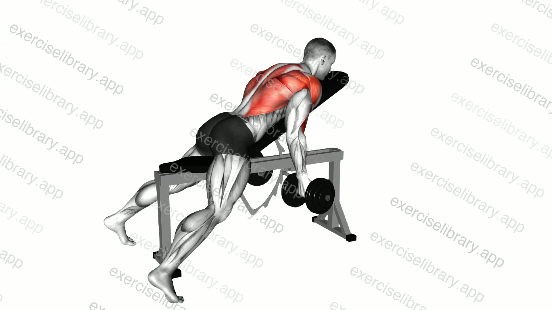 Dumbbell Lying Rear Delt Row demonstration