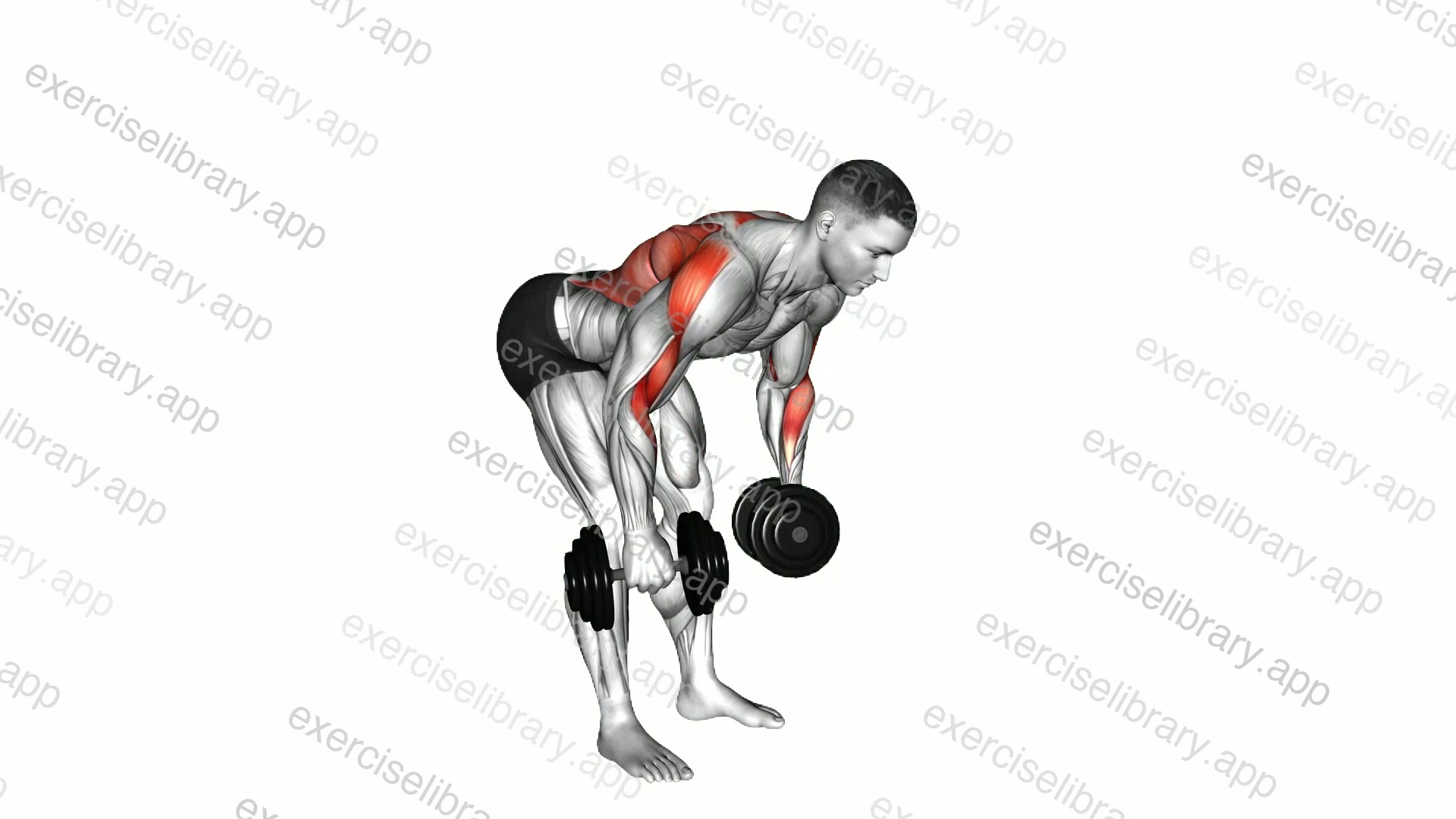 Dumbbell Palm Rotational Bent Over Row demonstration