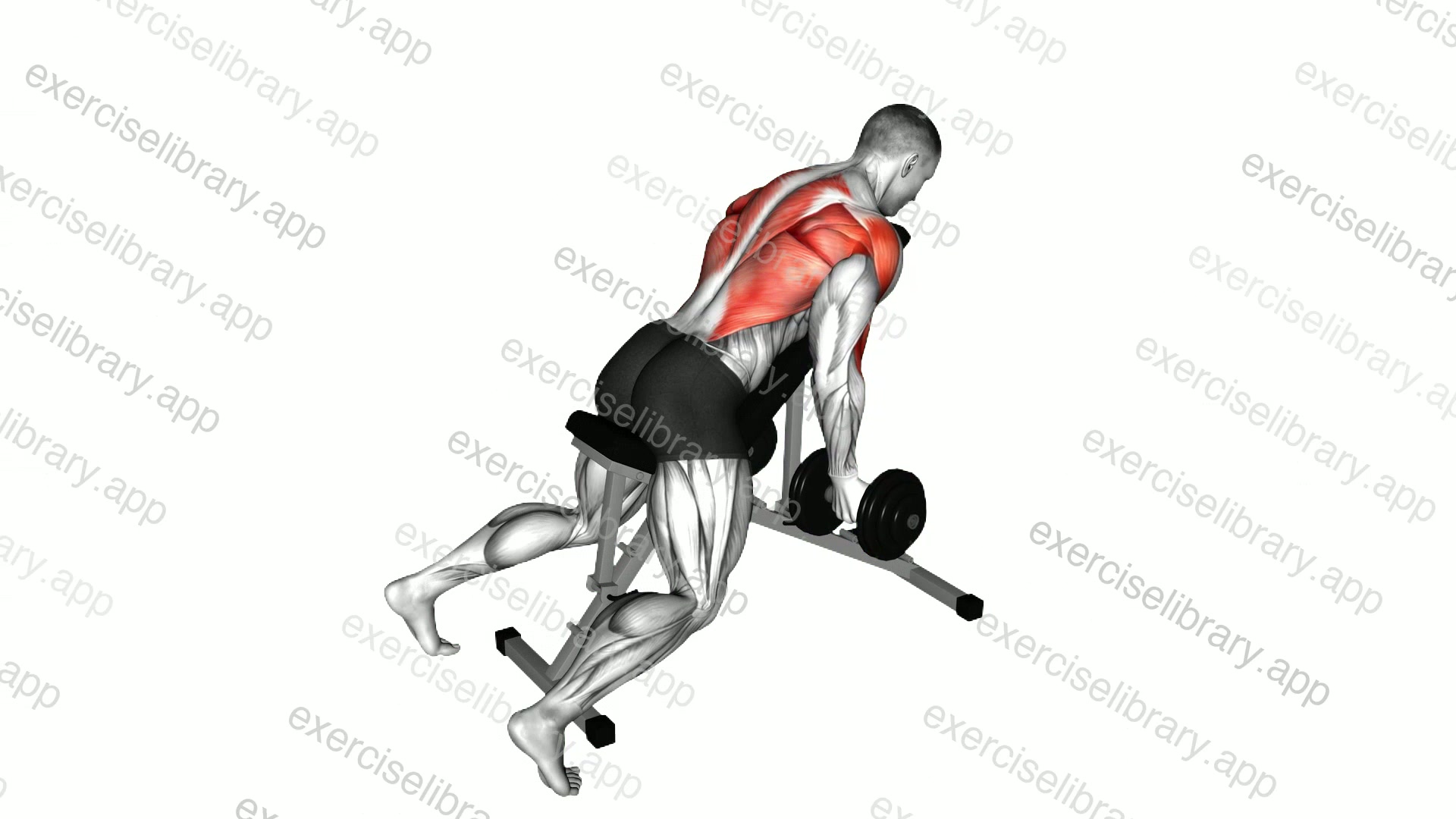 Dumbbell Reverse Grip Incline Bench Two Arm Row demonstration