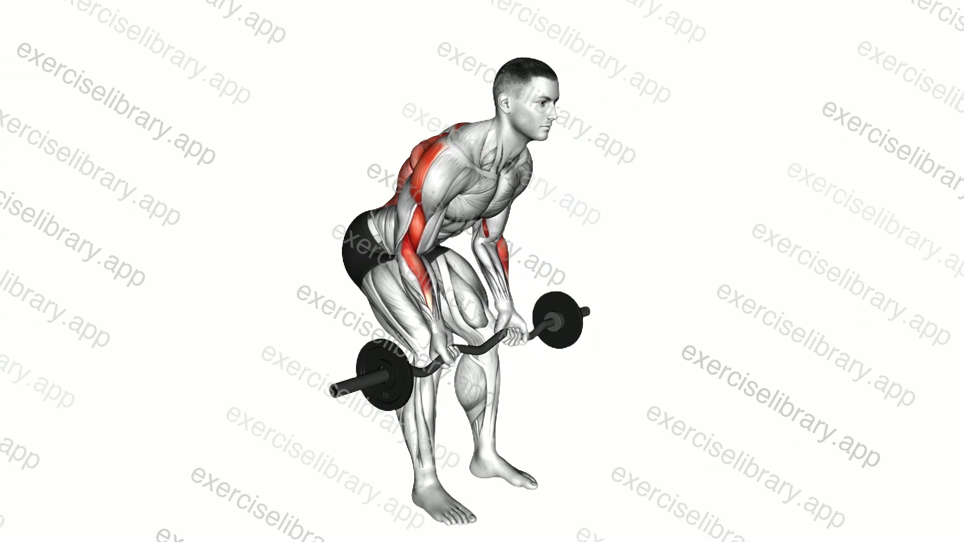 EZ Barbell Reverse Grip Bent Over Row demonstration
