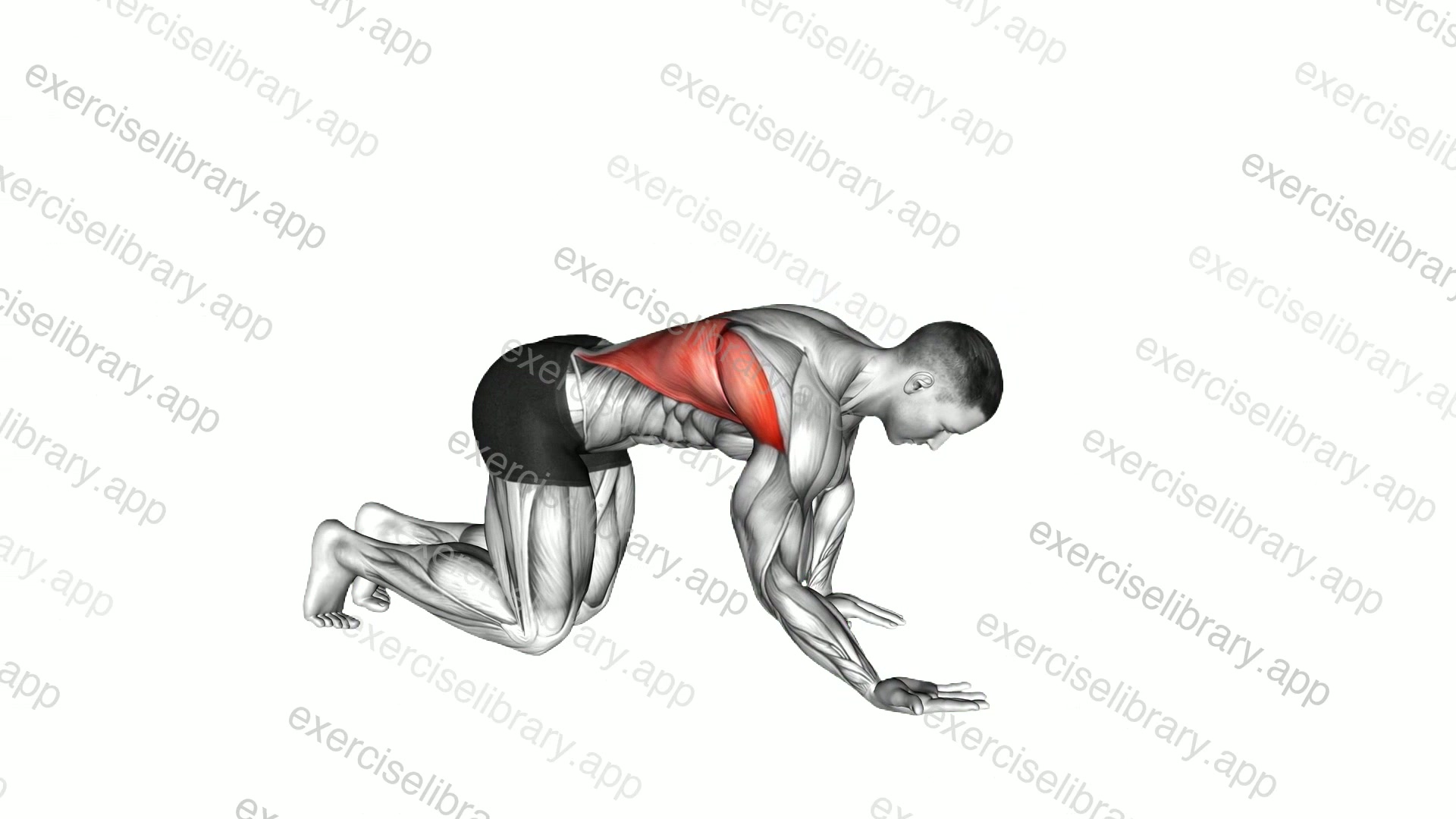 Kneeling Lat Stretch demonstration