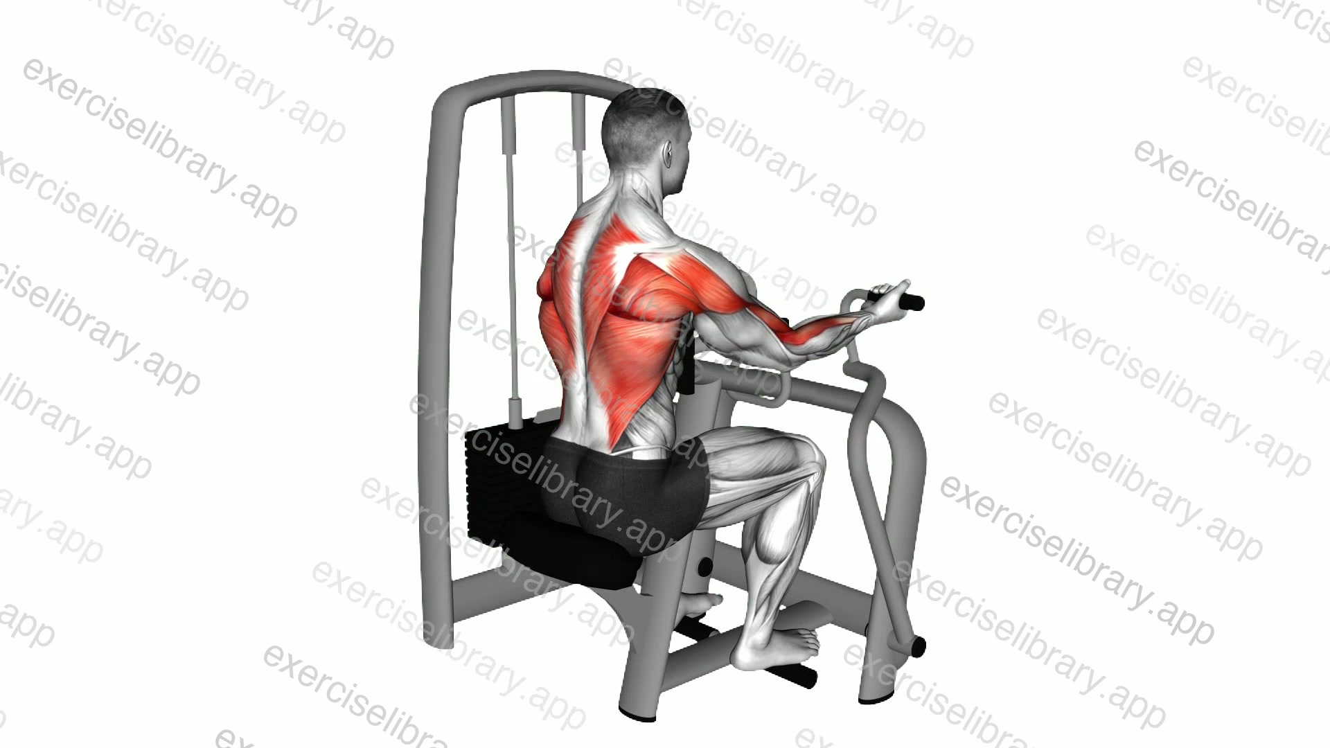 Lever Reverse Grip Vertical Row demonstration