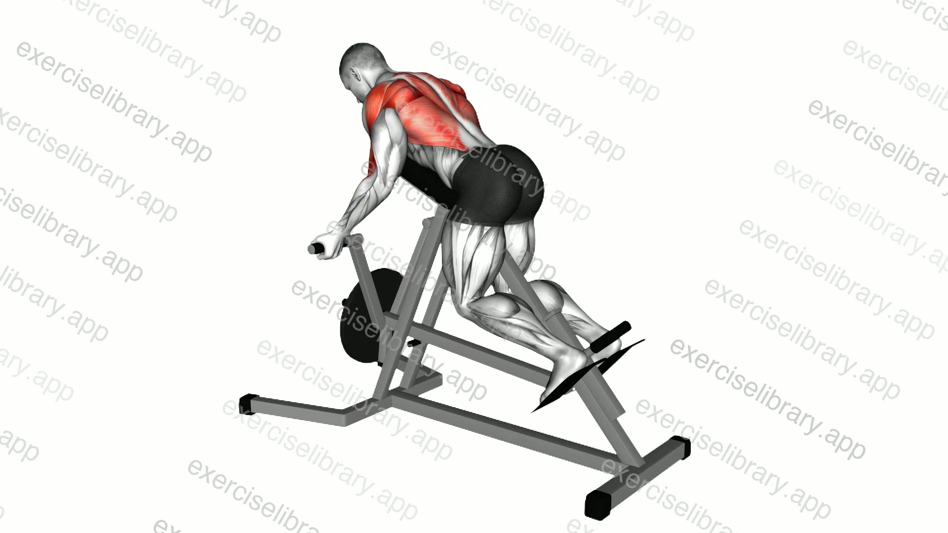 Lever Reverse T-Bar Row demonstration