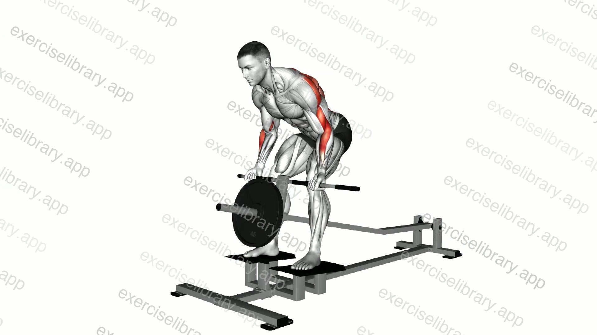 Lever T Bar Reverse Grip Row demonstration