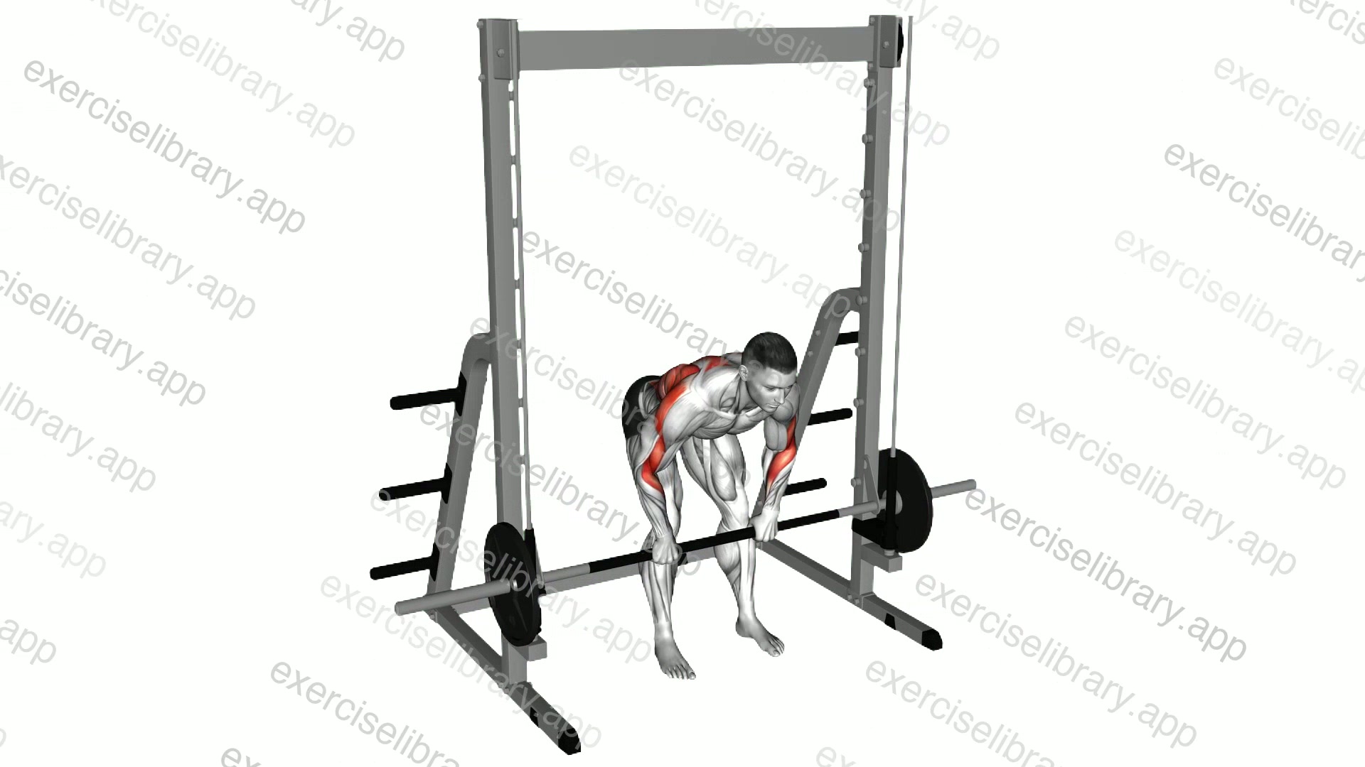 Smith Bent Over Row demonstration