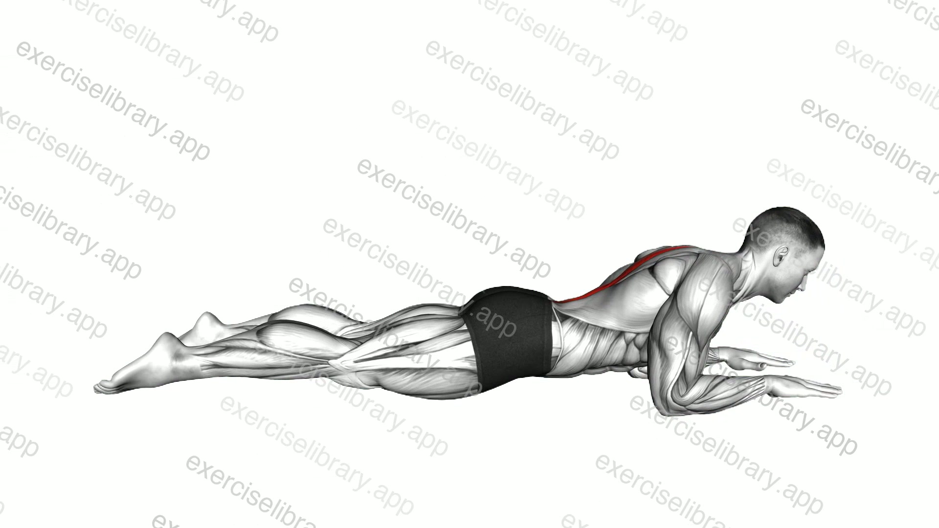 Sphinx pose demonstration