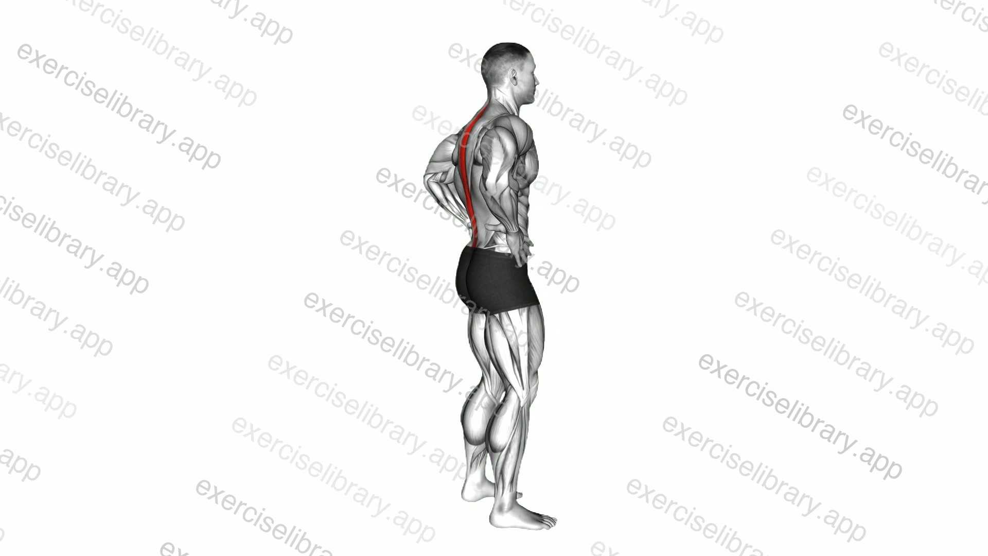 Standing Pelvic Tilt demonstration