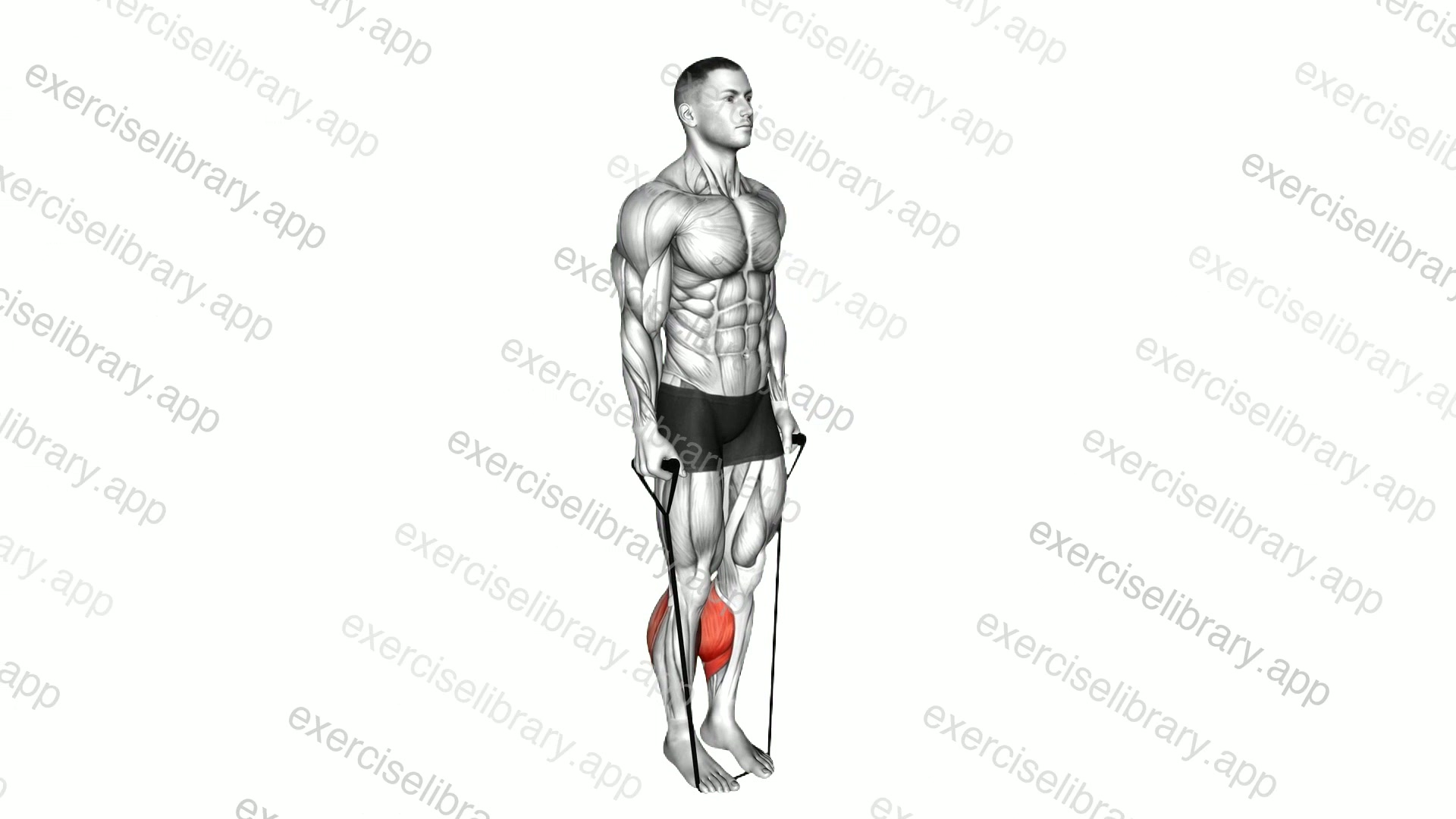 Band Two Legs Calf Raise - VERSION 2 demonstration
