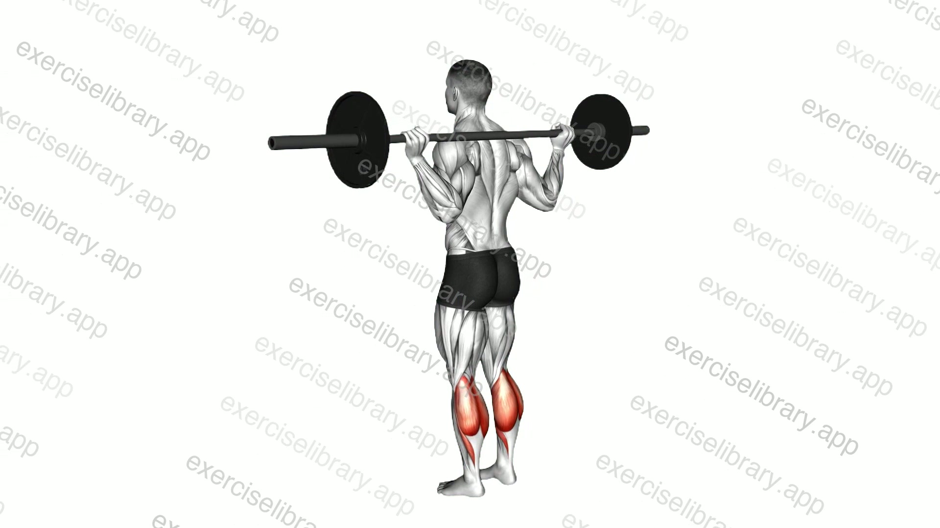 Barbell Floor Calf Raise demonstration