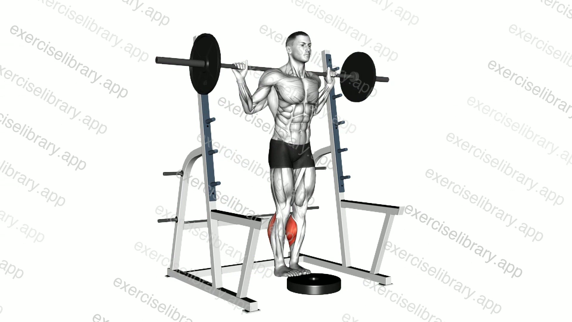 Barbell Standing Calf Raise demonstration
