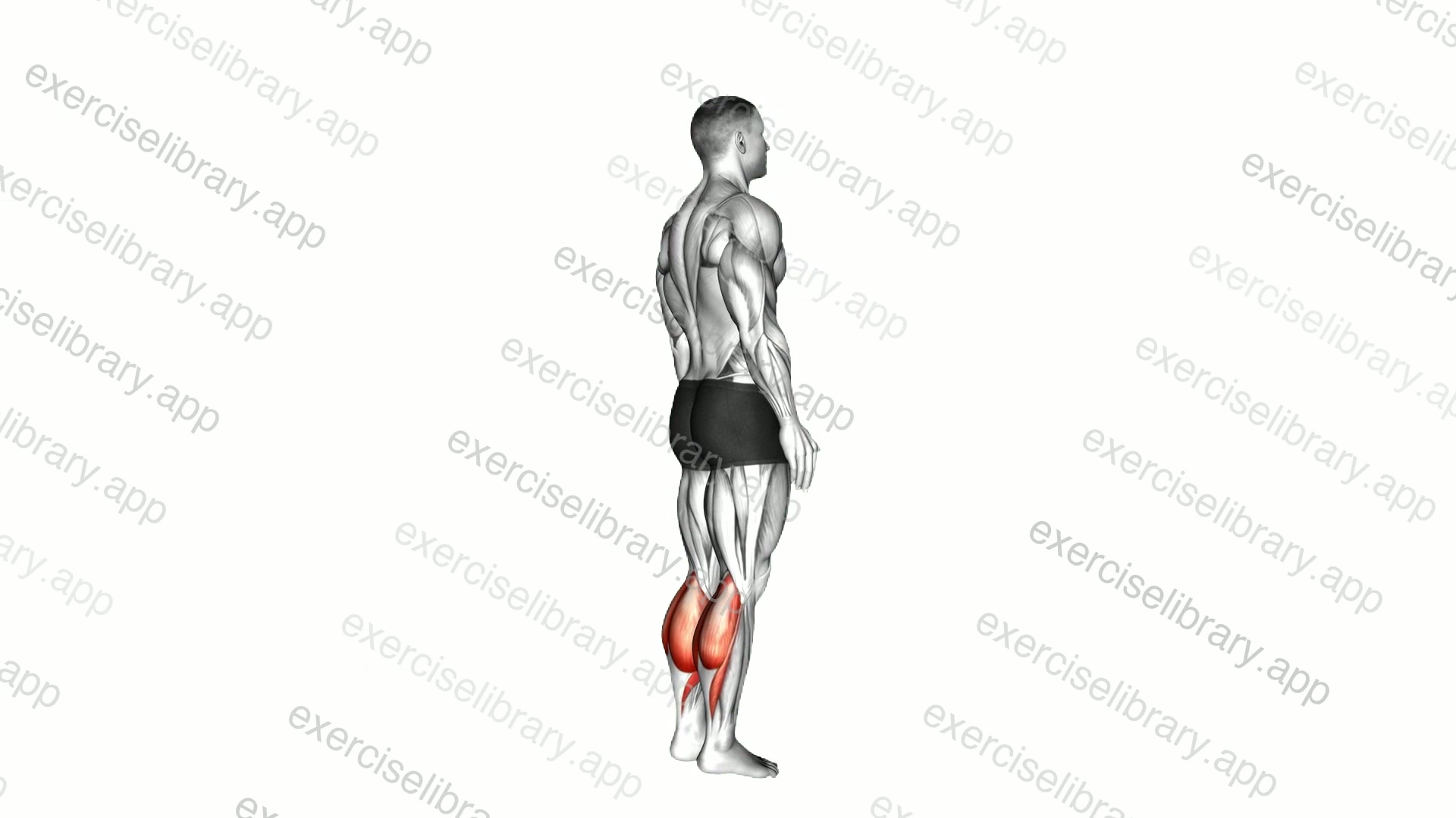Bodyweight Standing Calf Raise demonstration