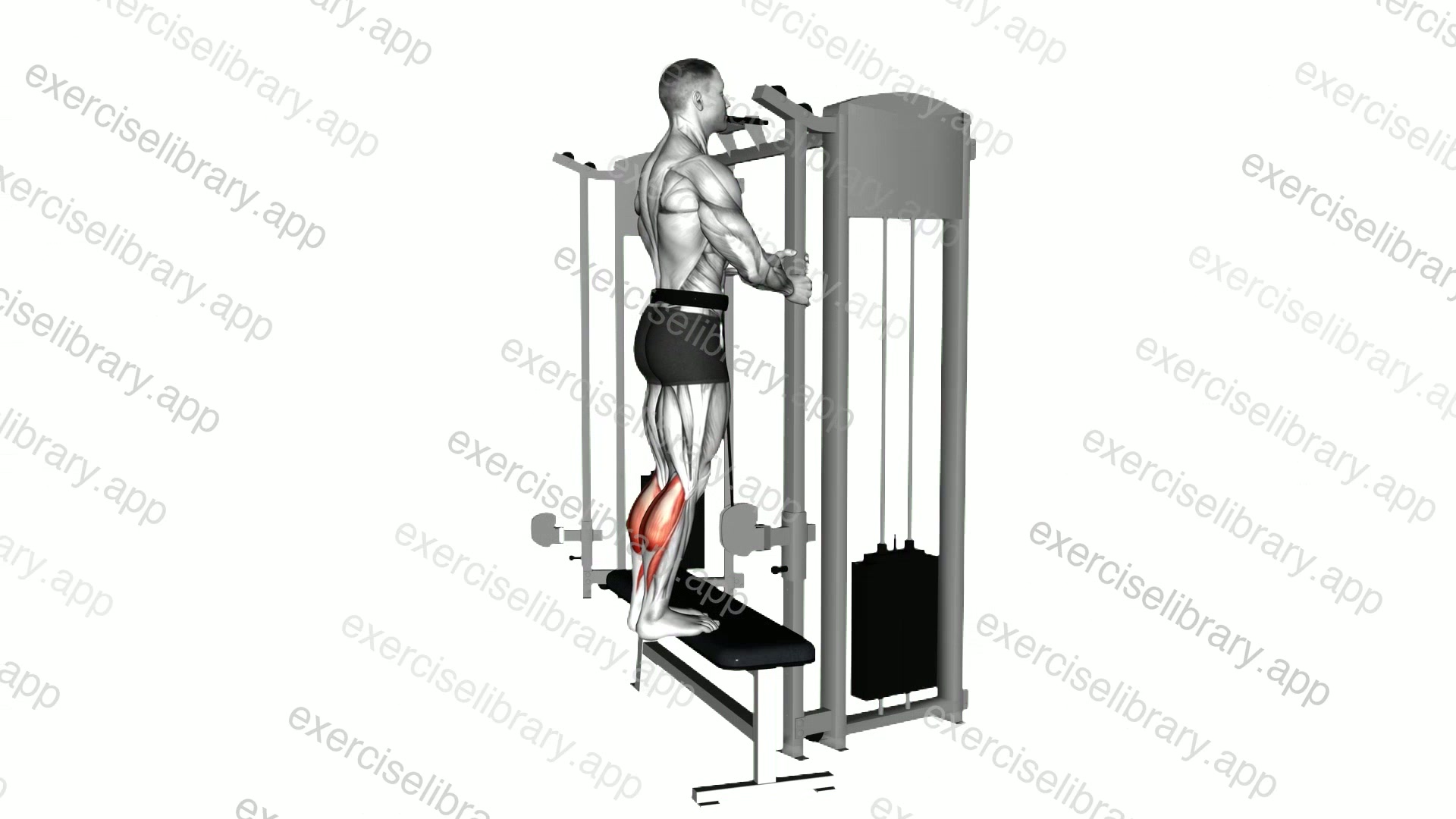 Cable Standing Calf Raise demonstration