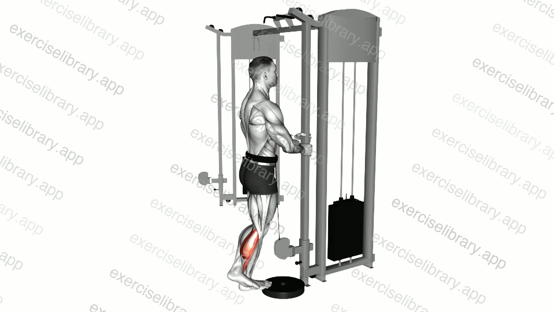 Cable Standing One Leg Calf Raise demonstration