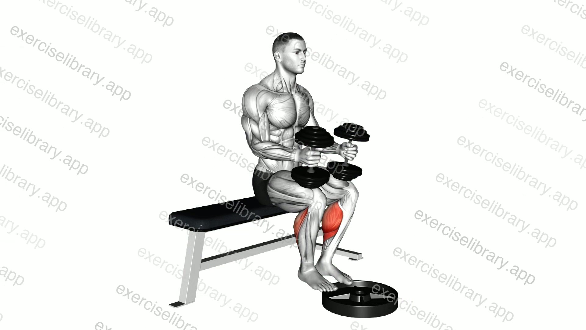 Dumbbell Seated Calf Raise demonstration