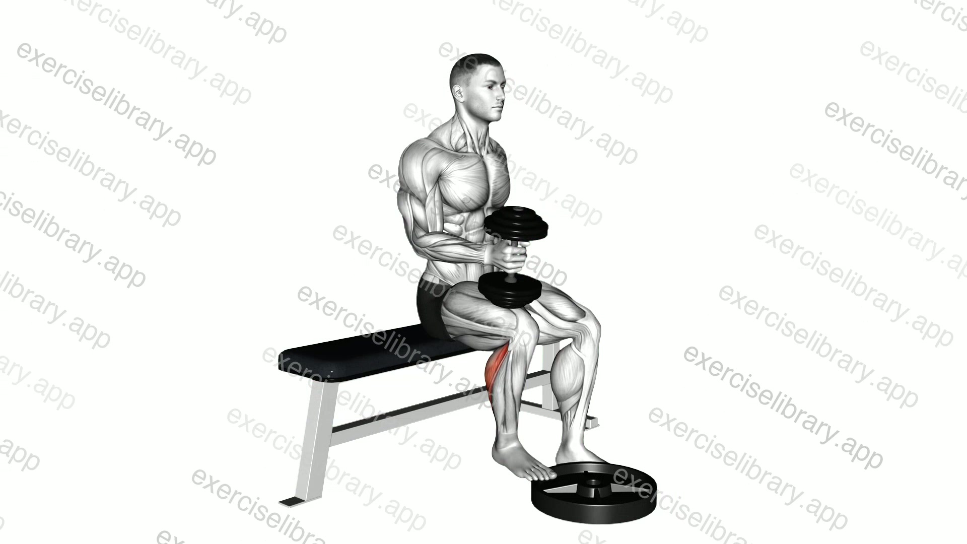 Dumbbell Seated One Leg Calf Raise   Hammer Grip demonstration