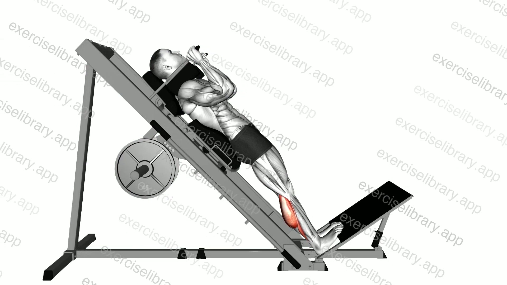 Hack Calf Raise demonstration