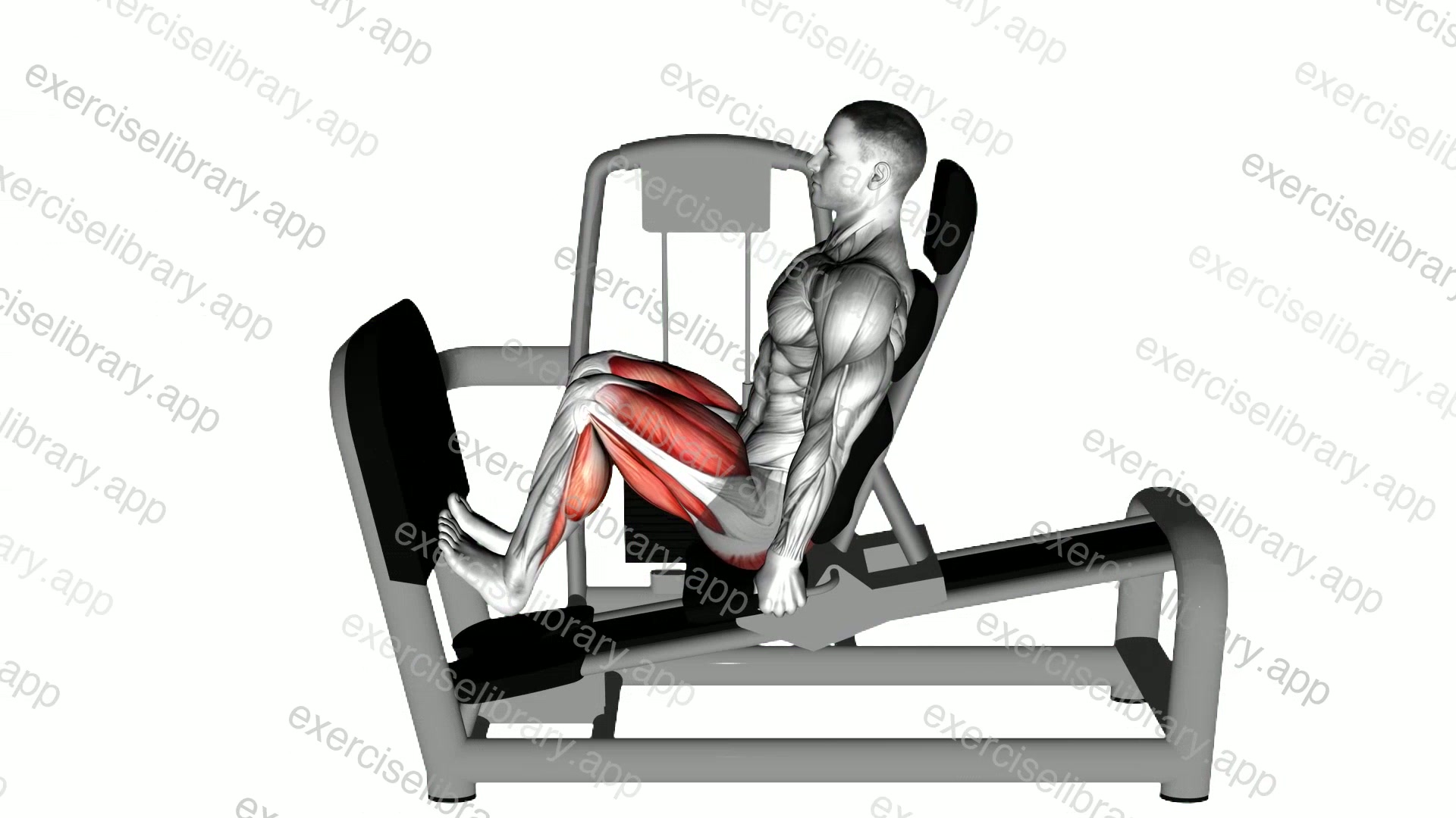 Lever Seated Squat Calf Raise on Leg Press Machine demonstration