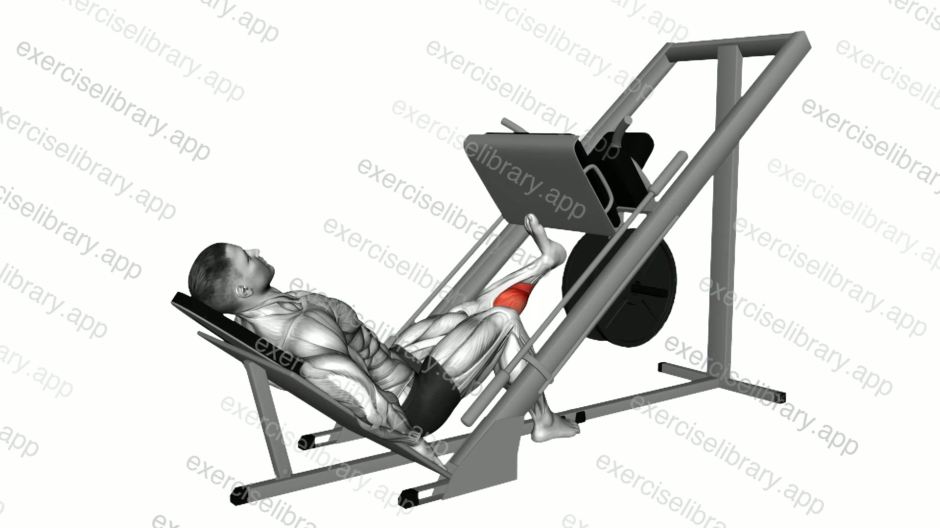 Sled One Leg Calf Press on Leg Press demonstration