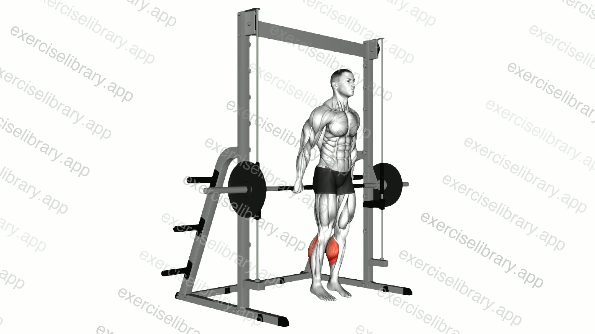 Smith Reverse Calf Raises demonstration